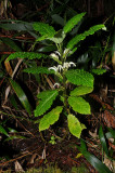 Cyanea Platyphylla