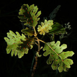 Solanaceae (Nightshade Family) - Popolo, 'Aiea, 'Ohelo Kai, etc