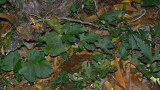 Anunu Leaf Shapes