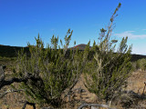 C. Montana