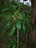 D. Undulata