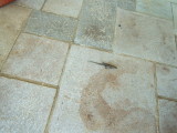    MY LITTLE PATIO FRIEND