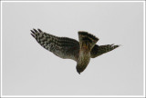 Hen Harrier