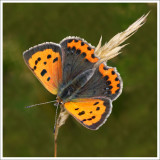 Small Copper