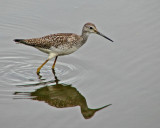 Greater Yellow Legs by Hutchman