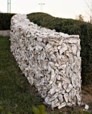 oyster shell wall<br>by jrdu