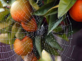 <b>5th Place </b><br>Droplets on a Spiders Web
