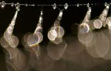 <b>3rd Place</b><br>Morning-Impressions* <br> by MCsaba