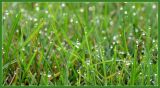 <b>10th Place</b><br><B>Mornin Dew</b>