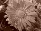 Raindrops on Mums