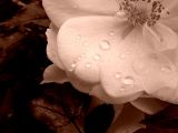 <b>9th Place (tie)</b><br>Raindrops on Roses