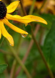 <b>9th Place (tie)</b><br>Black Eyed Droplet