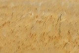 t5%2f06%2f8406%2f4%2f98658862.NACAuBVR.jpg