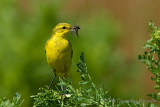 Yellow Wagtail Motacilla flavissima Engelse kwikstaart