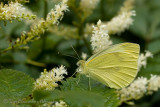 Small White Pieris rapae Klein koolwitje