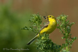 Yellow Wagtail Motacilla flavissima Engelse kwikstaart