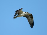 Osprey, Minor Clark Fish Hatchery, KY