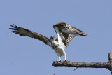 Osprey, Dauphin Island, AL