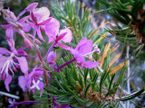 Flowers and Pine