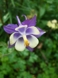 Macro Columbine Flower.jpg