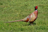 Cock Pheasant.