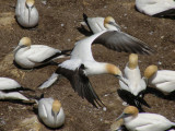 Gannet Landing 1.jpg