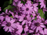 Cineraria 1.jpg