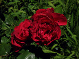 Rose SP-570UZ.jpg