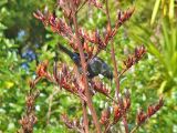 090 Tui bird in flax plant.jpg