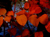 Looking for Colour #3 - Kev