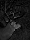 Survivor by Bob K.