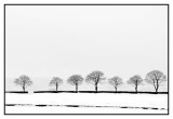 2nd - 7 trees near Hartington, Alistair