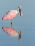 roseate spoonbill