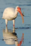 white ibis