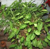 Arrowhead Vine