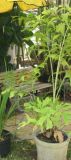 Foxtail Palm