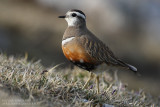 Pluvier guignard - Eurasian Dotterel