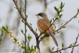 Fauvette  lunettes - Spectacled Warbler