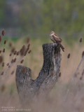 Busard pâle - Pallid Harrier
