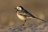 Bergeronnette grise - White Wagtail