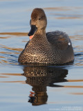 Canard chipeau - Gadwall