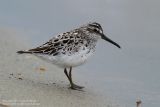 Bcasseau falcinelle - Broad-billed Sandpiper