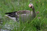 Oie cendrée - Greylag Goose