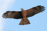 Milan noir - Black Kite