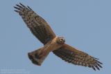 Busard Saint-Martin - Hen Harrier