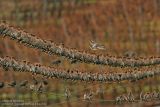 Jaseur Boréal - Waxwing