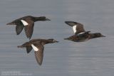 Macreuse brune - Velvet Scoter