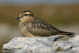 Pluvier guignard - Eurasian Dotterel