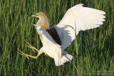 Crabier chevelu - Squacco Heron