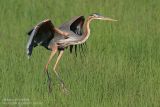 Héron pourpré - Purple Heron